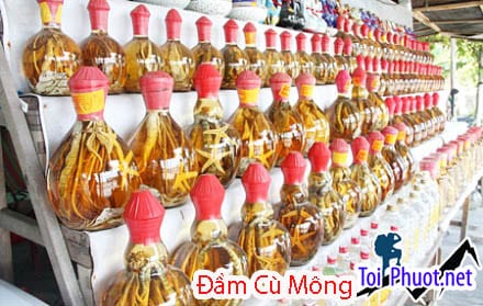 Đặc sản rượu cá ngựa ở Đầm Cù Mông