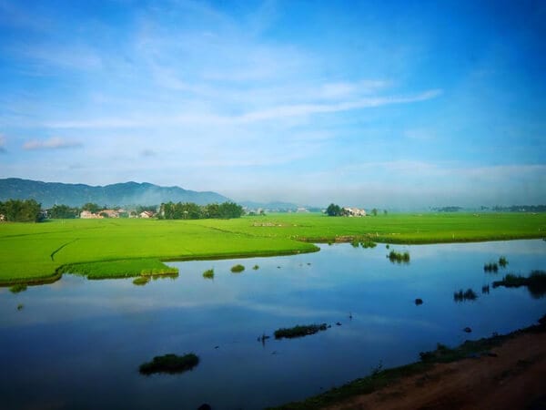 chup anh cuoi dep tren canh dong co ngap day nang o phu yen