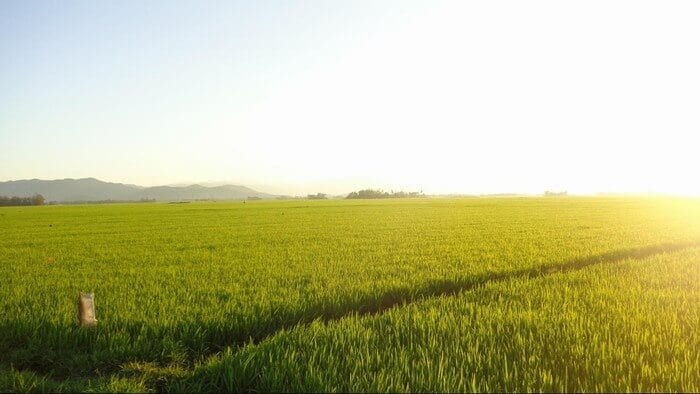 chup anh cuoi dep tren canh dong co ngap day nang o phu yen 1