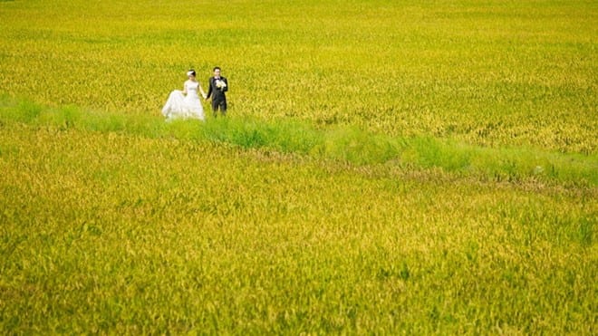 chup anh cuoi dep tren canh dong co ngap day nang o phu yen 4
