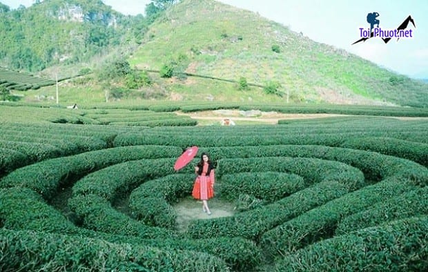 Cùng tham quang check in Đồi chè Mộc Châu không gian xanh và hệ sinh thái đa dạng