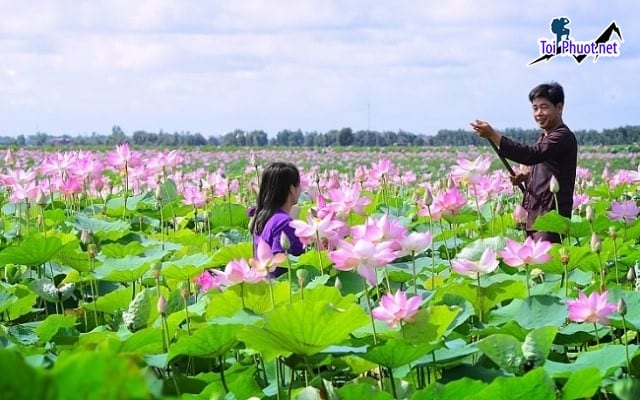 Dịch vụ đặt tour ngắm sen Đồng Tháp Sở hữu cảnh sắc tuyệt đẹp của hương đồng gió nội (3)