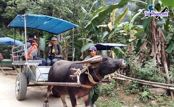 Dịch vụ đi xe trâu tại khu du lịch miền núi vừa độc đáo vừa thú vị