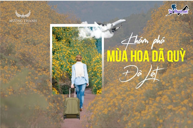 Dịch vụ ngắm hoa dã quỳ Đà Lạt khung cảnh dịu dàng nhưng đầy sức sống
