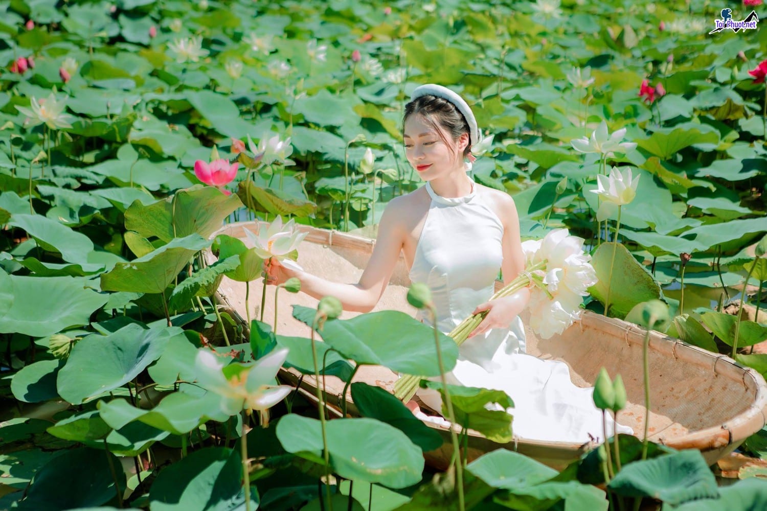 Dịch vụ săn ảnh hoa sen mùa hè phong cảnh thơ mộng kết hợp với vẻ đẹp tự nhiên