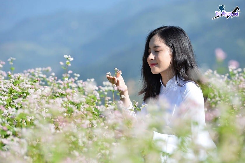 Dịch vụ săn ảnh hoa tam giác mạch Hà Giang thu hút đông đảo khách du lịch