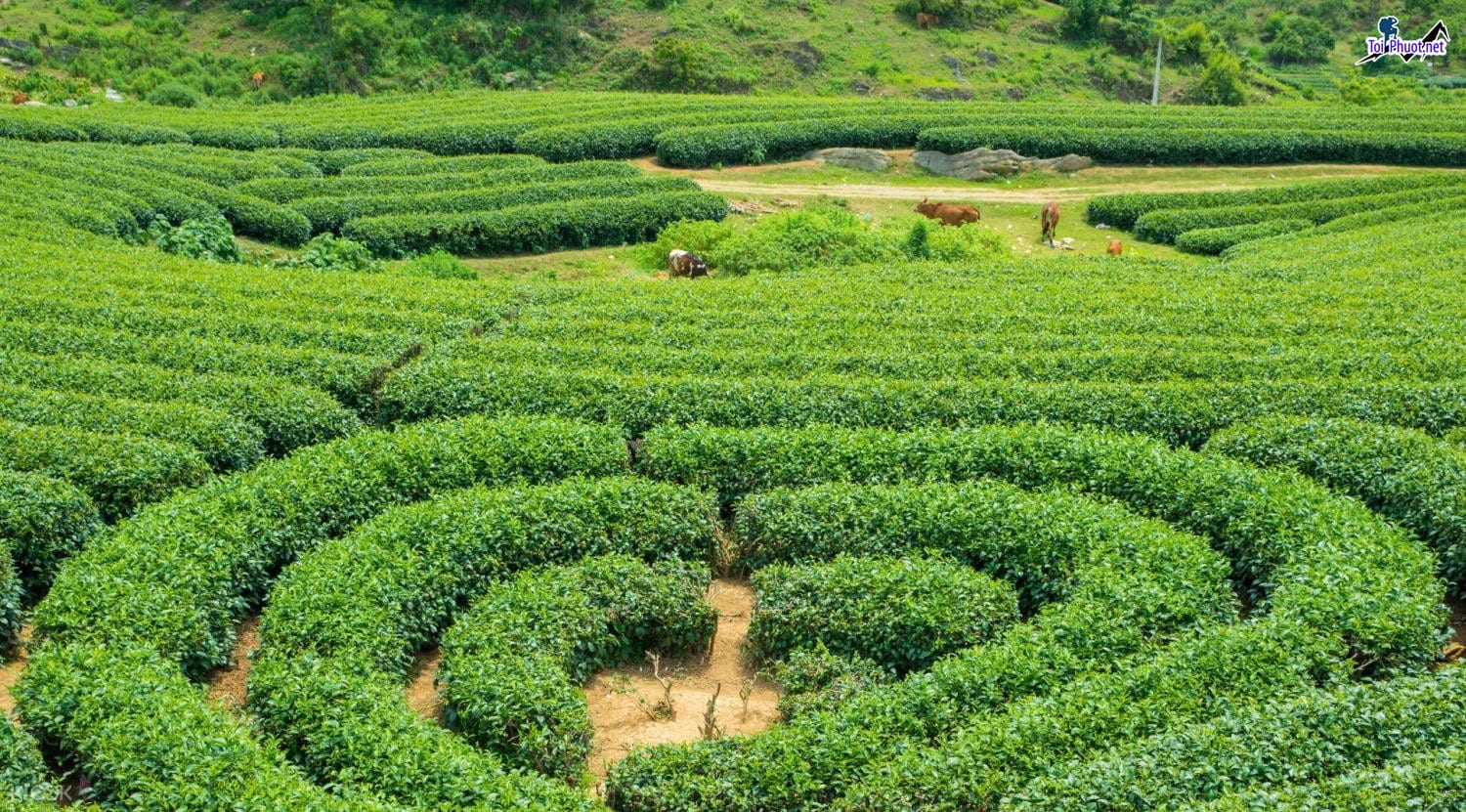 Dịch vụ tham quan đồi chè Mộc Châu trái tim đầy thơ mộng vùng cao