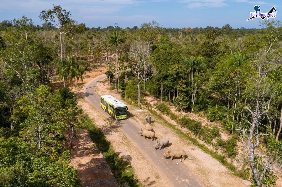 Dịch vụ tham quan vườn thú Safari TOP 6 trải nghiệm hấp dẫn tại vườn thú Việt Nam