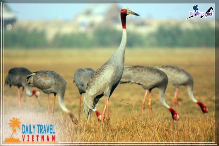 Dịch vụ tour miền Tây trải nghiệm văn hóa 2 ngày 1 đêm tham quan mùa nước nổi