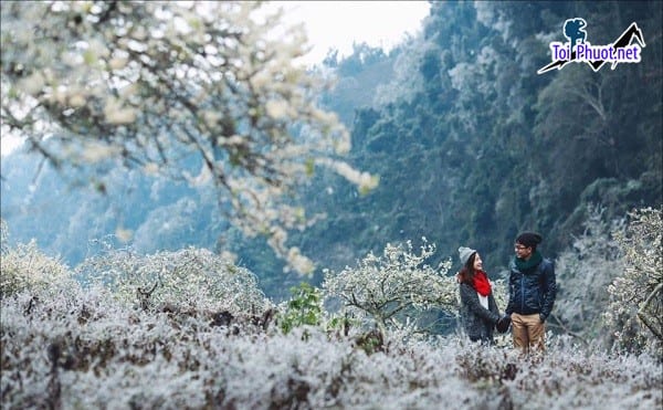 Dịch vụ tour Mộc Châu mùa hoa mận thời điểm Mộc Châu đẹp nhất trong năm