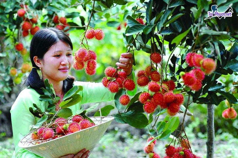 Dịch vụ trải nghiệm làm nông dân tại miền Tây giúp bạn có 1 ngày trải nghiệm vui vẻ