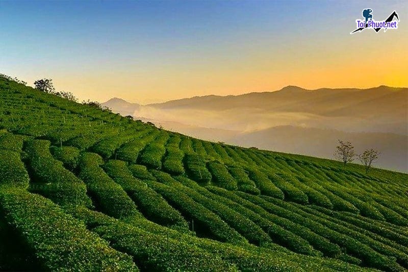 Đồi chè Cầu Đất Đà Lạt có gì chơi ? Kinh nghiệm vui chơi 2025