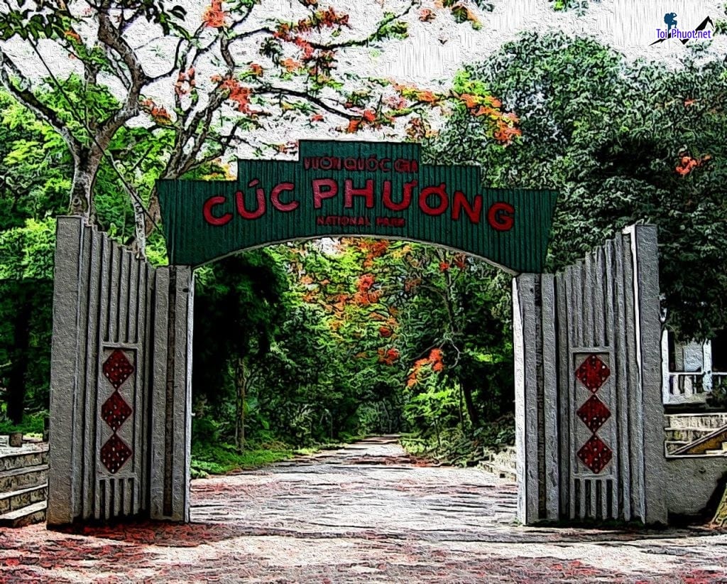 Kinh nghiệm tham gia Dịch vụ tour trekking rừng Cúc Phương  với những thông tin chi tiết và đầy đủ