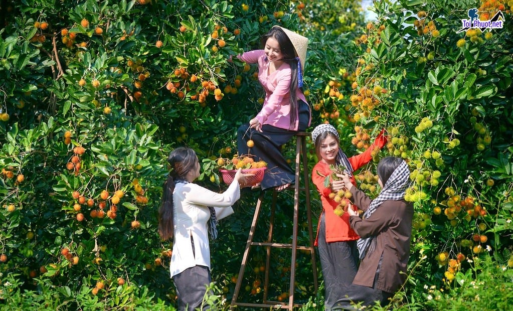 Phát triển mô hình Dịch vụ nếm thử trái cây tại vườn và những lợi ích mang lại