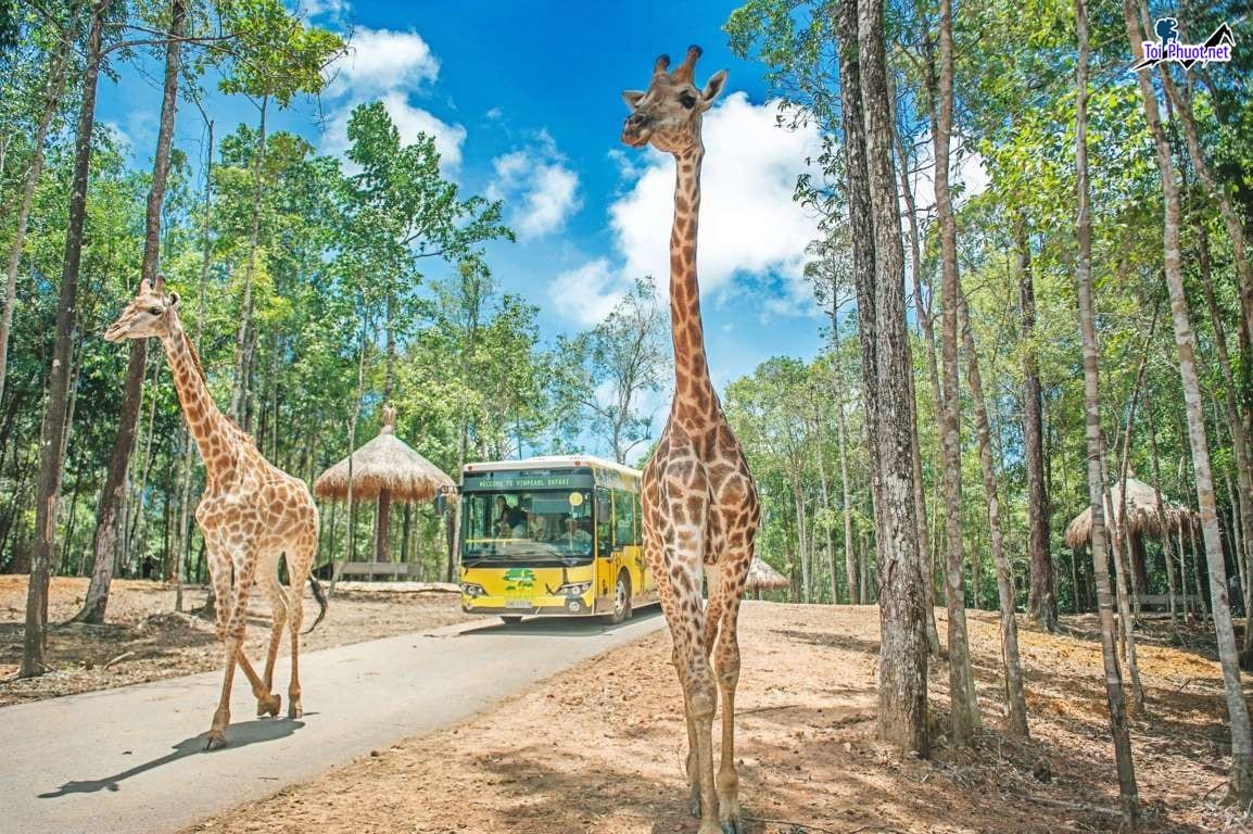 Trọn bộ kinh nghiệm tham quan vui chơi ở Vinpearl Safari Phú Quốc