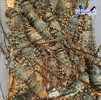 4 loại tôm hùm Cung cấp tôm hùm Mỹ Tho Tiền Giang hải sản tươi sống giá sỉ tốt rẻ