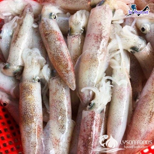 Bảng giá Cung cấp mực Tây Ninh hải sản tươi sống giá sỉ tốt rẻ kinh doanh