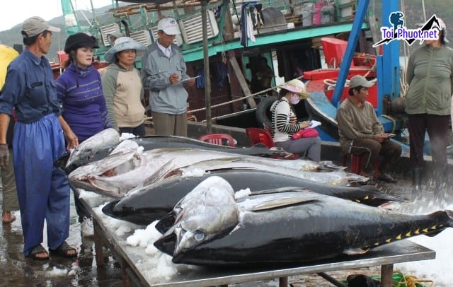 Buôn bán Cung cấp cá ngừ đại dương Thanh Hóa hải sản tươi sống giá sỉ tốt rẻ giá trị
