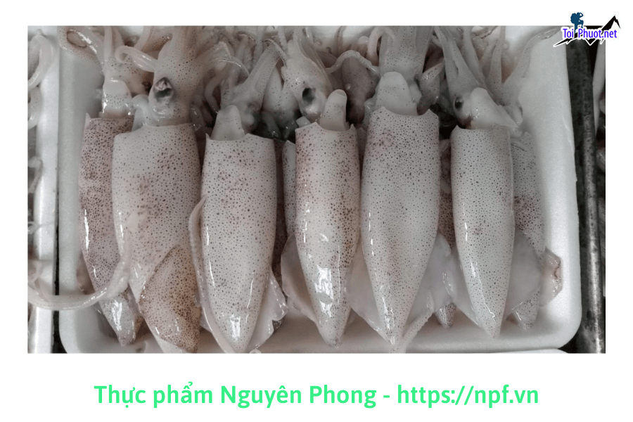 Buôn bán Cung cấp mực Thanh Hóa hải sản tươi sống giá sỉ tốt rẻ cực chất lượng