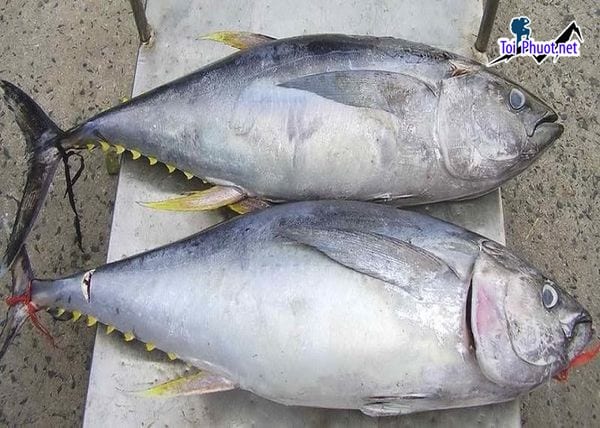 Cá ngừ tươi Cung cấp cá ngừ đại dương Lào Cai hải sản tươi sống giá sỉ tốt rẻ tại đây