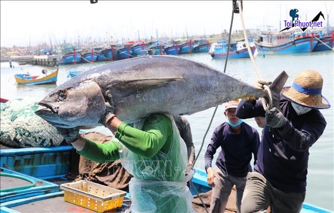 Cá tươi Cung cấp cá ngừ đại dương Rạch Giá Kiên Giang hải sản tươi sống giá sỉ tốt rẻ to con