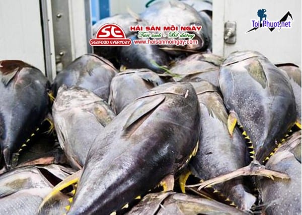 Cá tươi Cung cấp cá ngừ đại dương Sóc Trăng hải sản tươi sống giá sỉ tốt rẻ uy tín