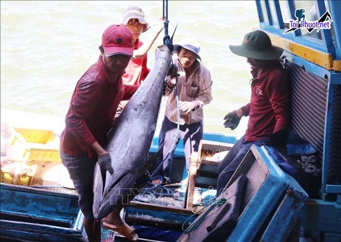 Chất lượng Cung cấp cá ngừ đại dương Nha Trang Khánh Hòa hải sản tươi sống giá sỉ tốt rẻ cá tươi