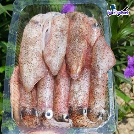 Chuẩn chất lượng Cung cấp mực Thừa Thiên - Huế hải sản tươi sống giá sỉ tốt rẻ sạch