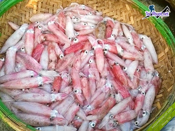 Cung cấp mực Phan Rang - Tháp Chàm Ninh Thuận hải sản tươi sống giá sỉ tốt rẻ nhiều ưu đãi
