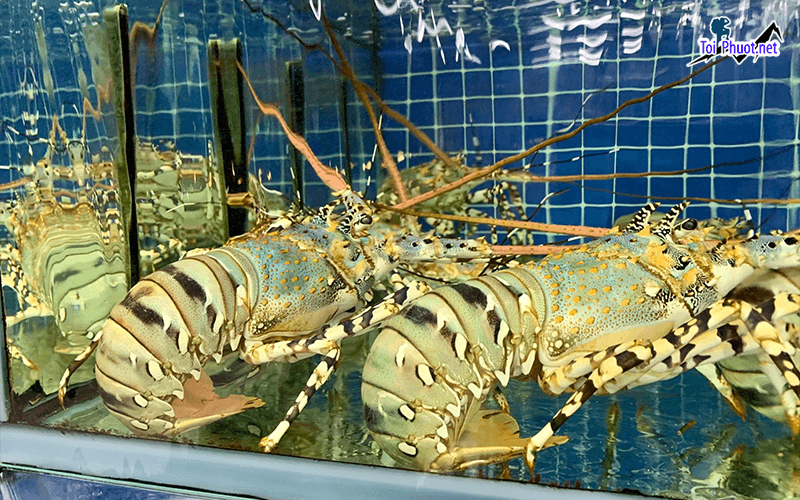 Đa dạng Cung cấp tôm hùm Đồng Hới Quảng Bình hải sản tươi sống giá sỉ tốt rẻ