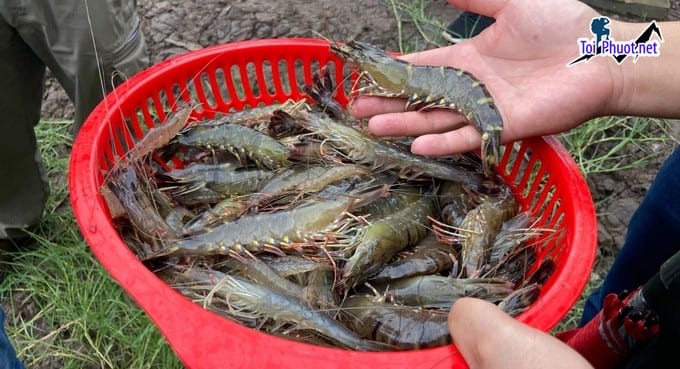 Đặc điểm Cung cấp Tôm Rạch Giá Kiên Giang hải sản tươi sống giá sỉ tốt rẻ tiện lợi