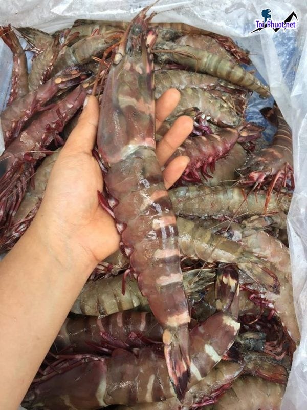 Đặc điểm Cung cấp Tôm Vĩnh Yên Vĩnh Phúc hải sản tươi sống giá sỉ tốt rẻ lâu bền