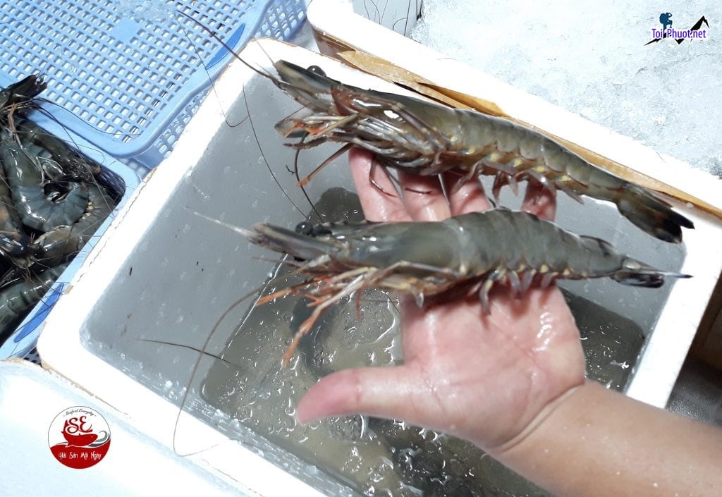 Địa bàn Cung cấp Tôm Thanh Hóa hải sản tươi sống giá sỉ tốt rẻ lâu bền