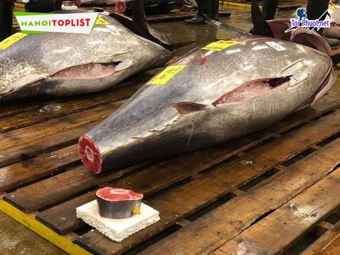 Địa chỉ Cung cấp cá ngừ đại dương Thừa Thiên - Huế hải sản tươi sống giá sỉ tốt rẻ uy tín