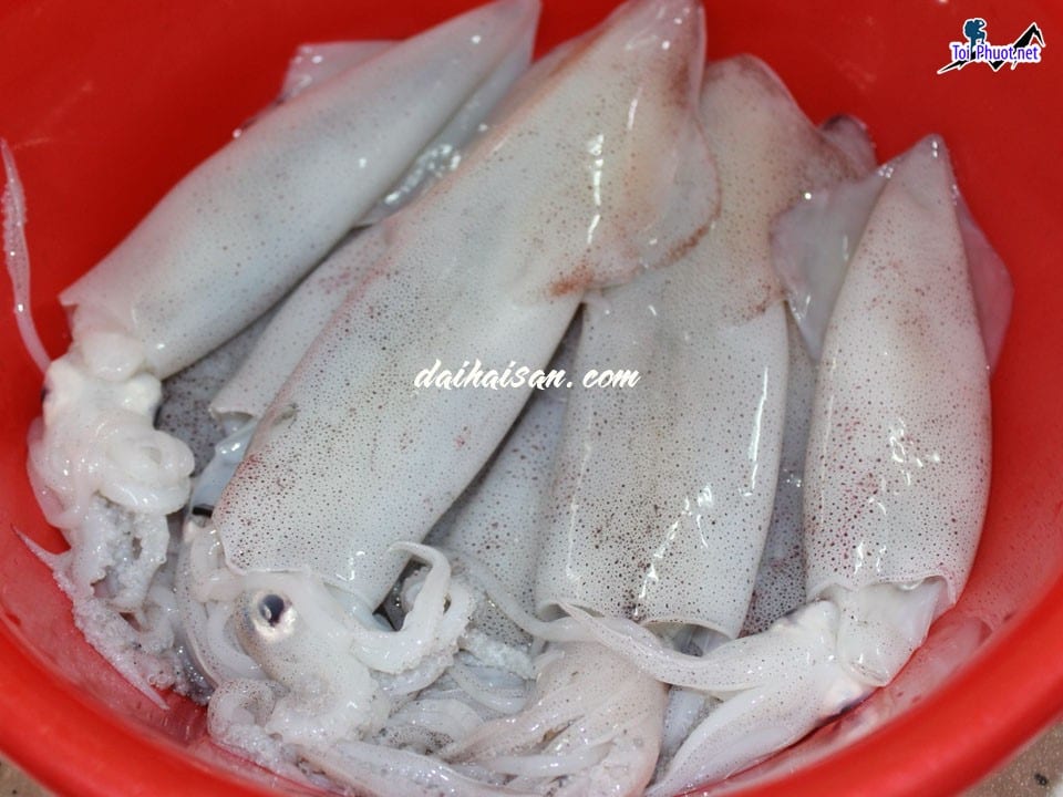 Địa chỉ Cung cấp mực Sóc Trăng hải sản tươi sống giá sỉ tốt rẻ uy tín