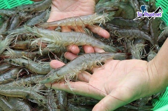 Địa chỉ Cung cấp Tôm Tân An Long An hải sản tươi sống giá sỉ tốt rẻ tận nơi