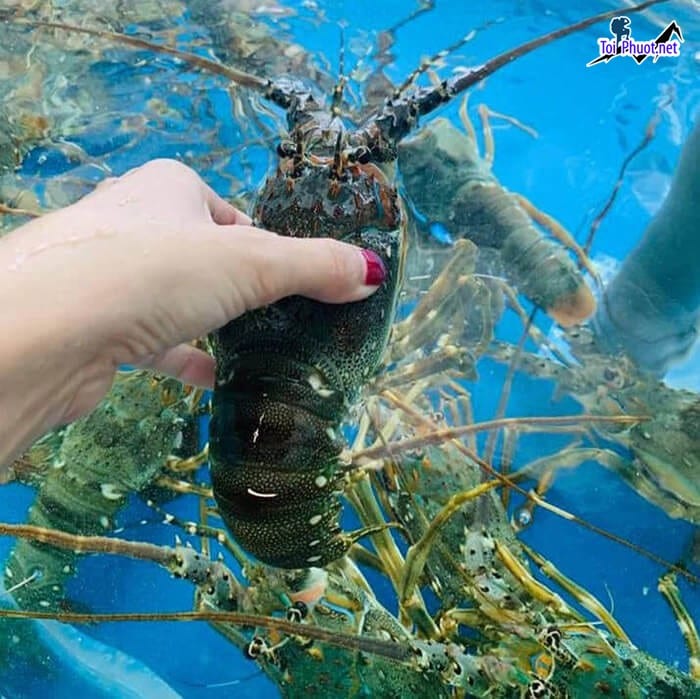 Dịch vụ Cung cấp tôm hùm Việt Trì Phú Thọ hải sản tươi sống giá sỉ tốt rẻ uy tín