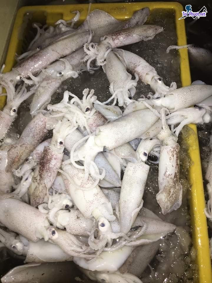 Đơn vị Cung cấp mực Nha Trang Khánh Hòa hải sản tươi sống giá sỉ tốt rẻ
