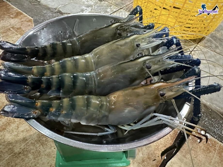 Giá trị cao Cung cấp Tôm Đông Hà Quảng Trị hải sản tươi sống giá sỉ tốt rẻ nhất vùng
