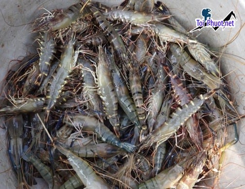Giao hàng tận nơi Cung cấp Tôm Hà Giang hải sản tươi sống giá sỉ tốt rẻ nhanh nhất