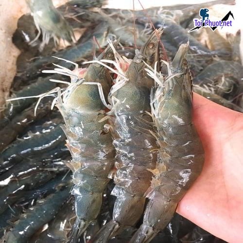 Giao tận nơi Cung cấp Tôm Vĩnh Long hải sản tươi sống giá sỉ tốt rẻ không ương
