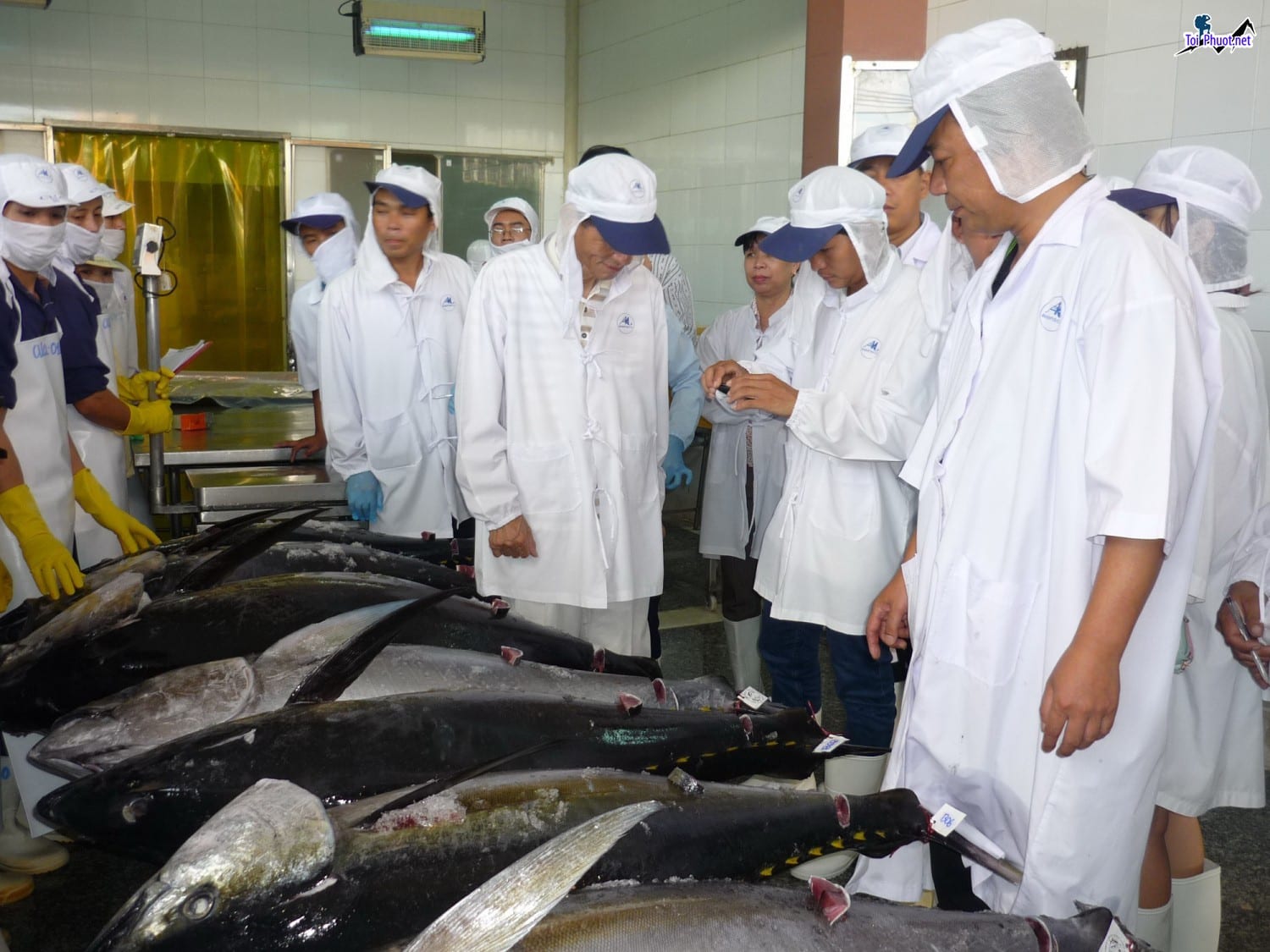Giới thiệu Cung cấp cá ngừ đại dương Lạng Sơn hải sản tươi sống giá sỉ tốt rẻ to con
