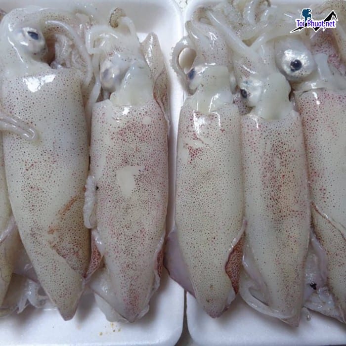 Giới thiệu Cung cấp mực Kon Tum hải sản tươi sống giá sỉ tốt rẻ nhất thị trường