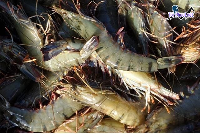 Giống tôm đất Cung cấp Tôm Lai Châu hải sản tươi sống giá sỉ tốt rẻ khỏe mạnh