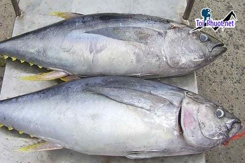 Hải sản tươi sạch cung cấp hải sản Phan Rang - Tháp Chàm Ninh Thuận sỉ giá rẻ tốt