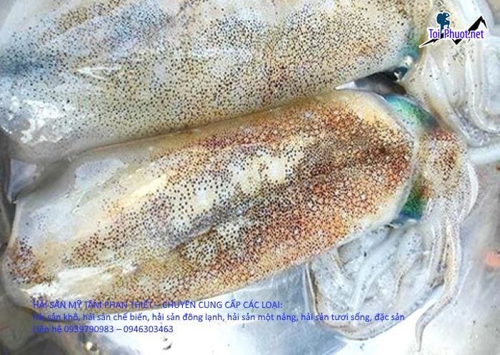 Kinh doanh Cung cấp mực Vinh Nghệ An hải sản tươi sống giá sỉ tốt rẻ