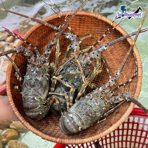 Kinh doanh Cung cấp tôm hùm Lạng Sơn hải sản tươi sống giá sỉ tốt rẻ nhiều ưu đãi
