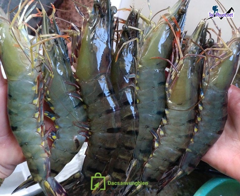 Kinh doanh Cung cấp Tôm Việt Trì Phú Thọ hải sản tươi sống giá sỉ tốt rẻ tươi ngon