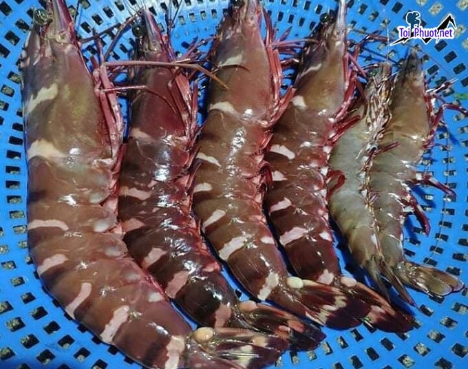 Loại tôm sú Cung cấp Tôm Hạ Long Quảng Ninh hải sản tươi sống giá sỉ tốt rẻ