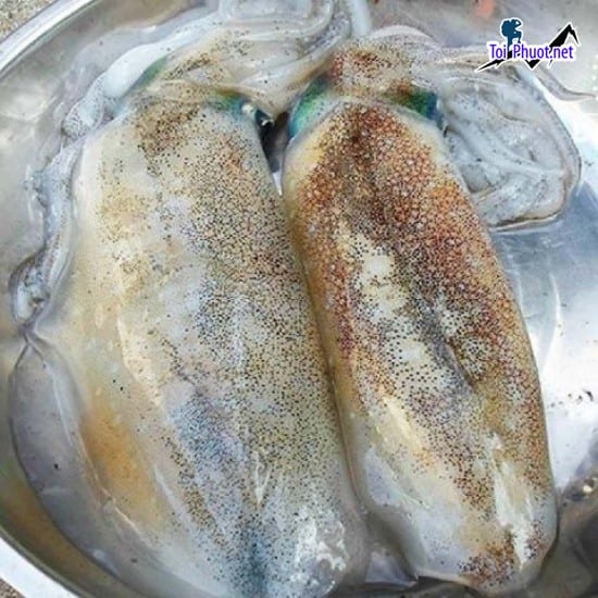 Mực lá loại 1 Cung cấp mực Lào Cai hải sản tươi sống giá sỉ tốt rẻ dinh dưỡng
